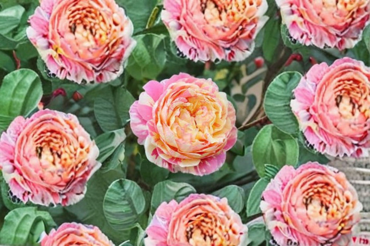 Claude Monet Rose Live Plant – Fragrant French Garden Rose – Rosa ‘Claude Monet’ – Elegant Blooming Flower