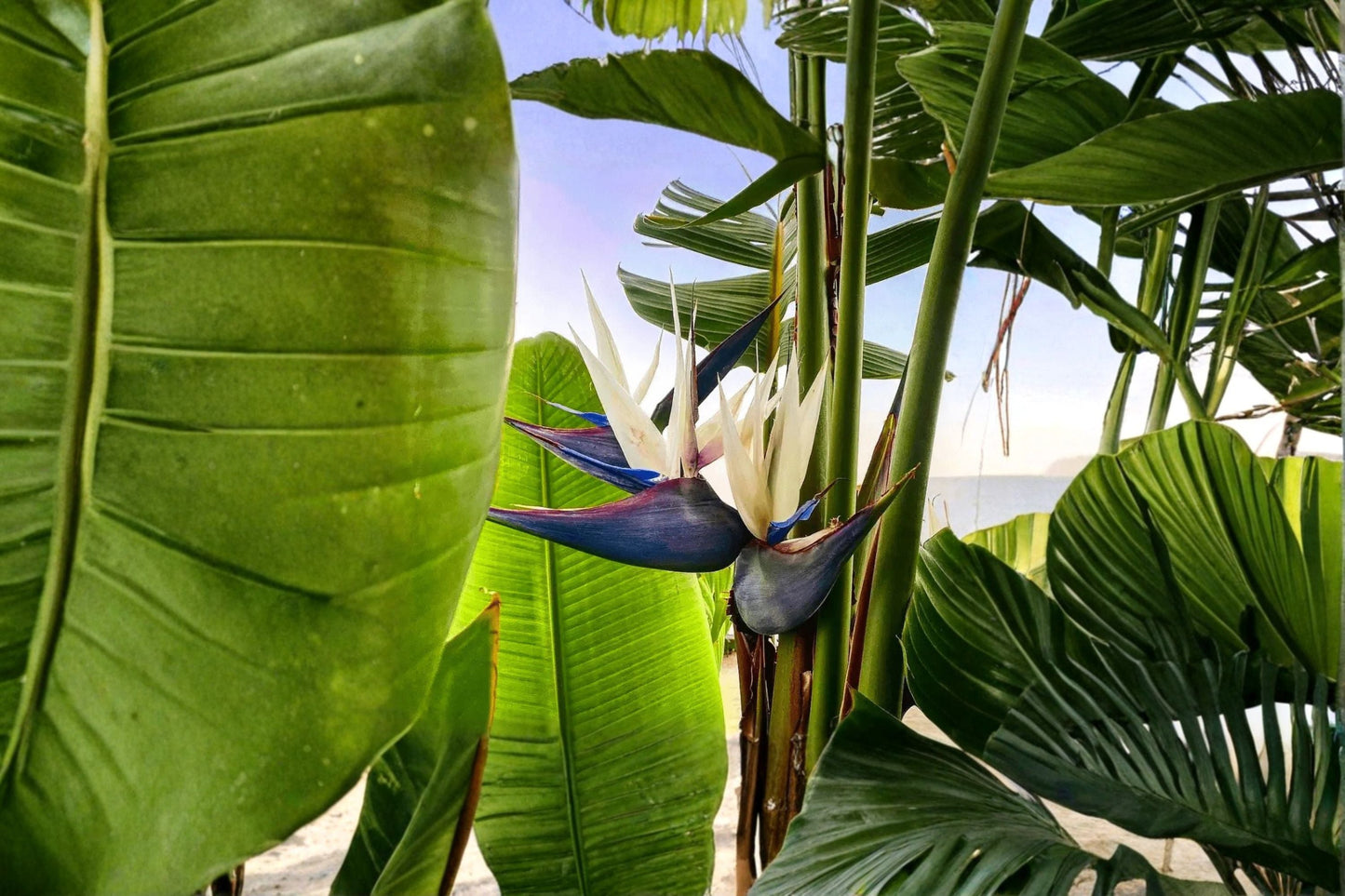 White Bird of Paradise Live Starter Plant – Strelitzia nicolai – Tropical Indoor Plant with White Flowers and Large Lush Leaves
