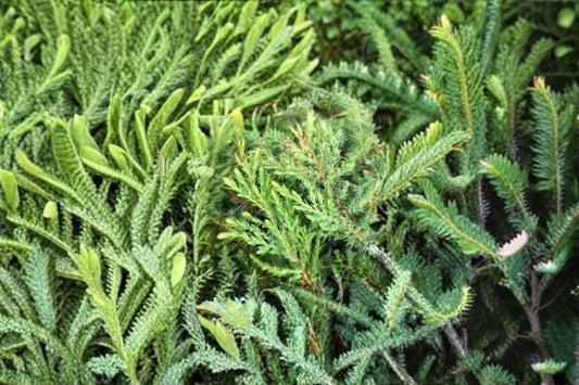 Green Carpet Juniper Plant – Juniperus communis ‘Green Carpet’ Low-Growing Evergreen Ground Cover