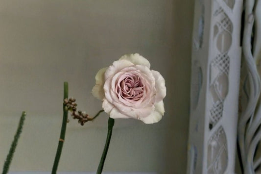 Notre Dame Rose Live Plant – Fragrant Pink Purple Garden Rose – Rosa ‘Notre Dame’ for Outdoor Garden, Flowering Shrub