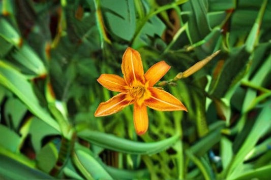 Orange Yellow Daylily Live Plant – Two-Tone Hemerocallis for Garden, Landscape, and Flower Bed