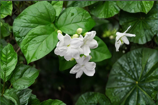 Jasmine Sambac Live Plant – 12 Inch Pot – Fragrant White Blossoms – Jasminum sambac Indoor Garden Plant