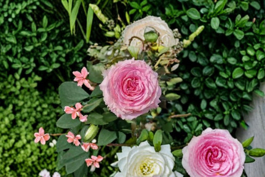 Mandala Rose Live Plant – Edible Own Root Cut Rose with Fragrant Blooms – Rosa spp.