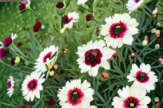 Ice Wine Coreopsis Live Starter Plant – Satin & Lace™ Series – Coreopsis 'Ice Wine' – Vibrant Yellow with Red Highlights
