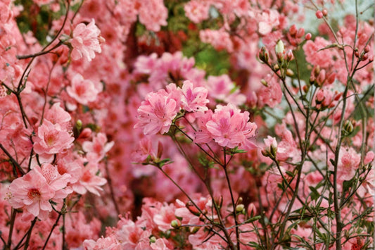 Hampton Beauty Azalea Live Plant 1 Quart – Evergreen Pink Flowering Shrub Rhododendron indicum