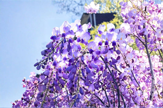 Lavender Wisteria Live Plant – Flowering Wisteria Vine for Garden, Trellis, Fence, or Arbor – Fragrant Lavender Blooms, Outdoor Plant