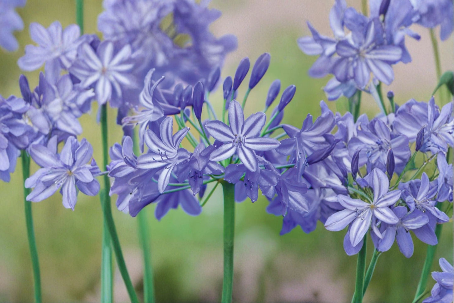 Agapanthus Live Plant – Lavender Lily of the Nile – Perennial Flowering Plant with Lavender-Blue Clusters – Agapanthus africanus