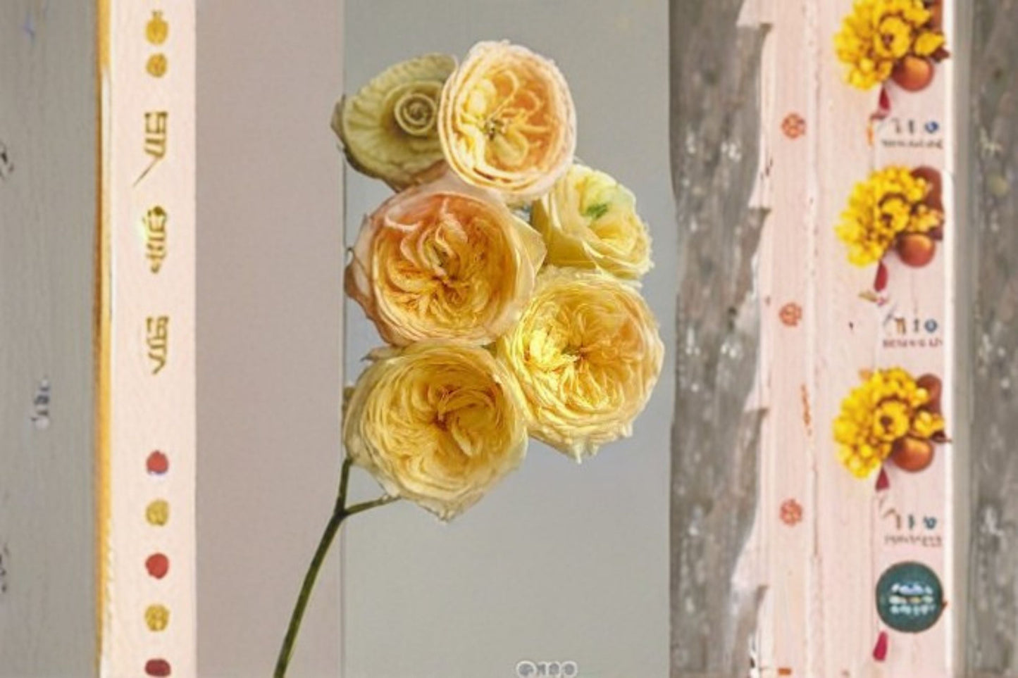 Chestnut Crisp Rose Live Plant – Yellow Pink Fragrant Cut Rose – Hardy Garden or Indoor Rose – Rosa ‘Chestnut Crisp’