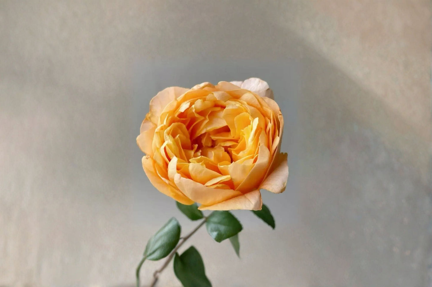 Fragrance Lemon Rose Live Plant – Bergamotte Garden Rose with Lemon & Rose Scent – Fragrant Outdoor Flower Plant