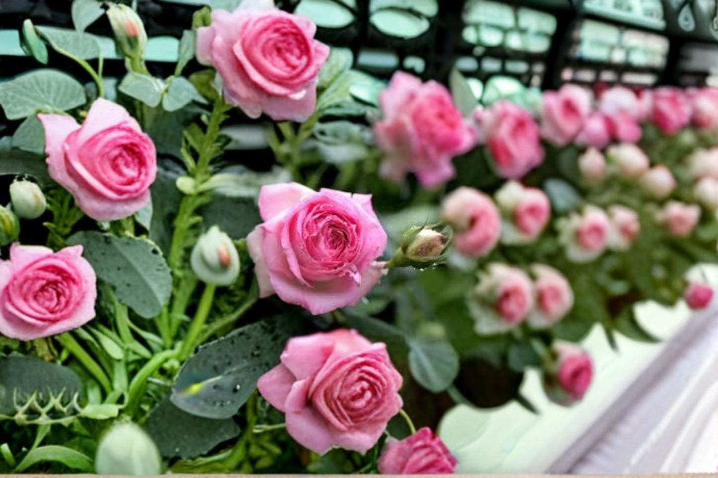 Eden Climbing Rose Live Plant – Pink Fast Growing Rose – Vibrant Garden Rose – Rosa ‘Eden’ for Vertical Displays