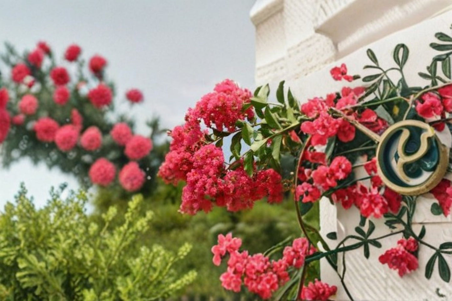 Tuscarora Crape Myrtle Live Plant – Hot Pink Flowering Tree – Lagerstroemia indica – Garden, Patio, Landscape Plant