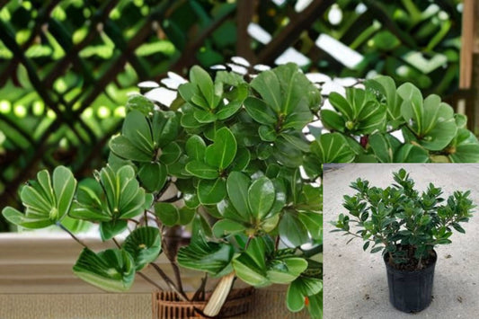 Indian Laurel Fig Plant – Ficus microcarpa – Indoor/Outdoor Foliage Plant for Decor and Landscaping