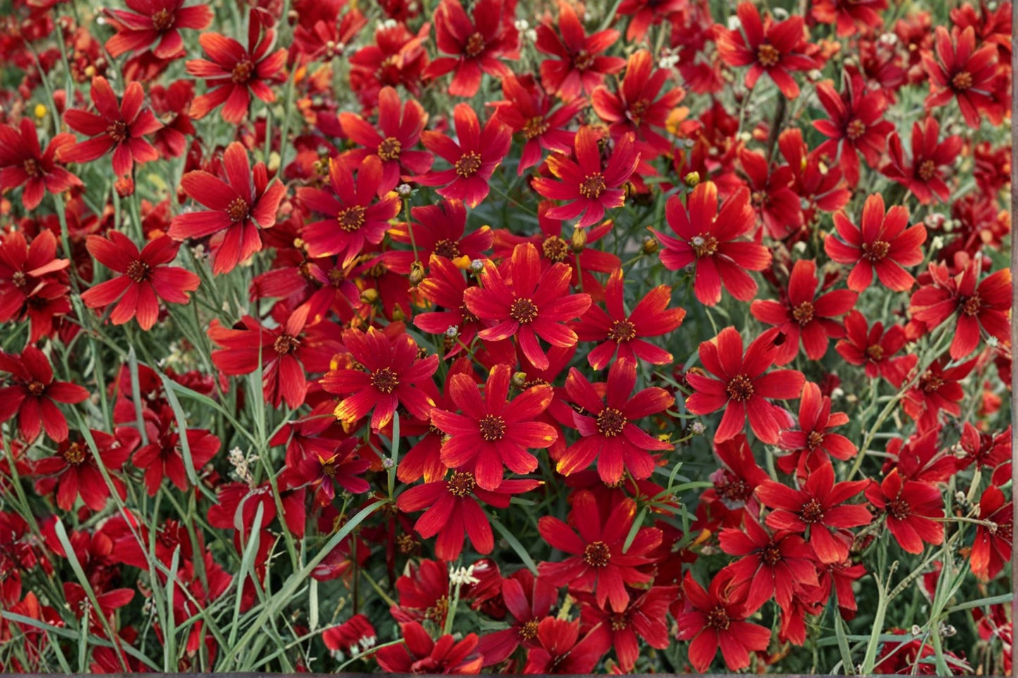 Coreopsis Ladybird Perennial Plant – Yellow Flowers, Fern-Like Foliage, Pollinator Attracting, Coreopsis verticillata