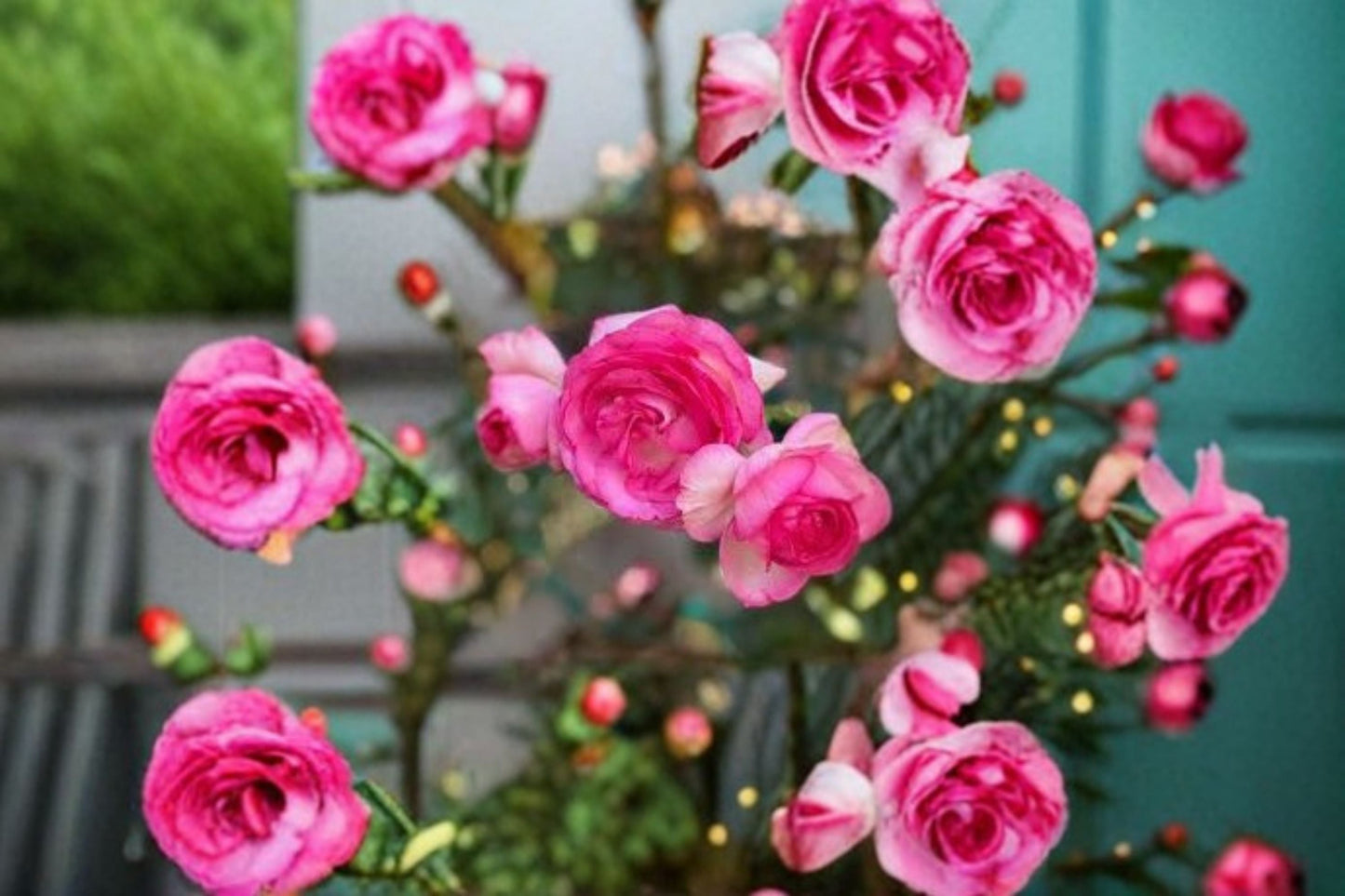 Pretty In Pink Eden Climbing Rose Live Starter Plant – Rosa Own Root, Fragrant Pink Flower, Garden Rose, Vertical Climber