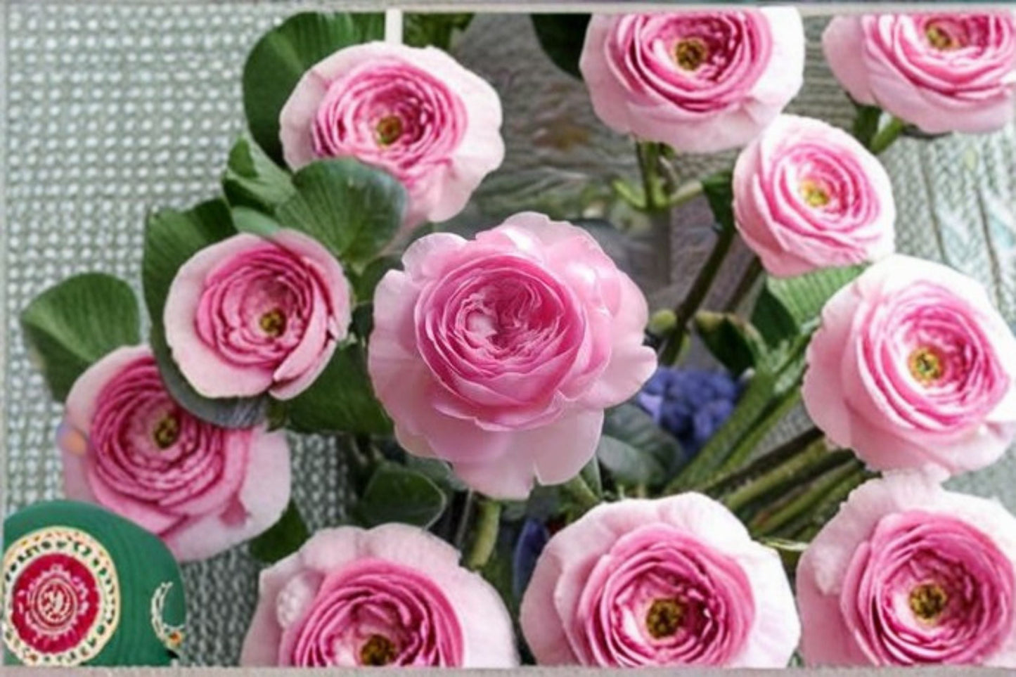 Live Rose Plant – Mon Coeur Rose, Fragrant Japanese Repeat Blooming Rose, Garden or Indoor, Rosa 'Mon Coeur'