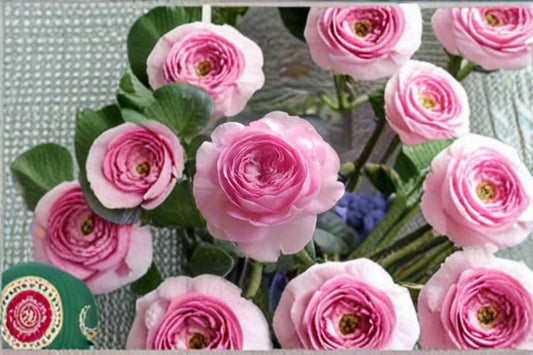 Live Rose Plant – Mon Coeur Rose, Fragrant Japanese Repeat Blooming Rose, Garden or Indoor, Rosa 'Mon Coeur'