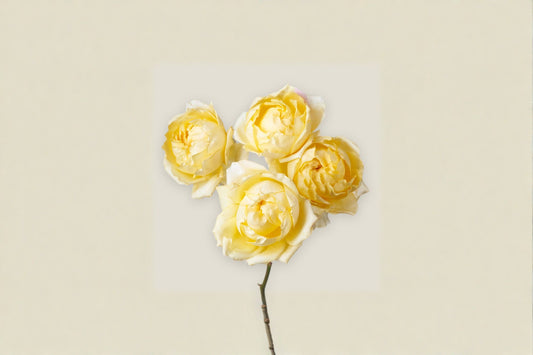 Lemon Julieta Rose Live Plant – Yellow Peony Style Garden Rose – Fragrant Outdoor Flowering Plant – Rosa ‘Lemon Julieta’