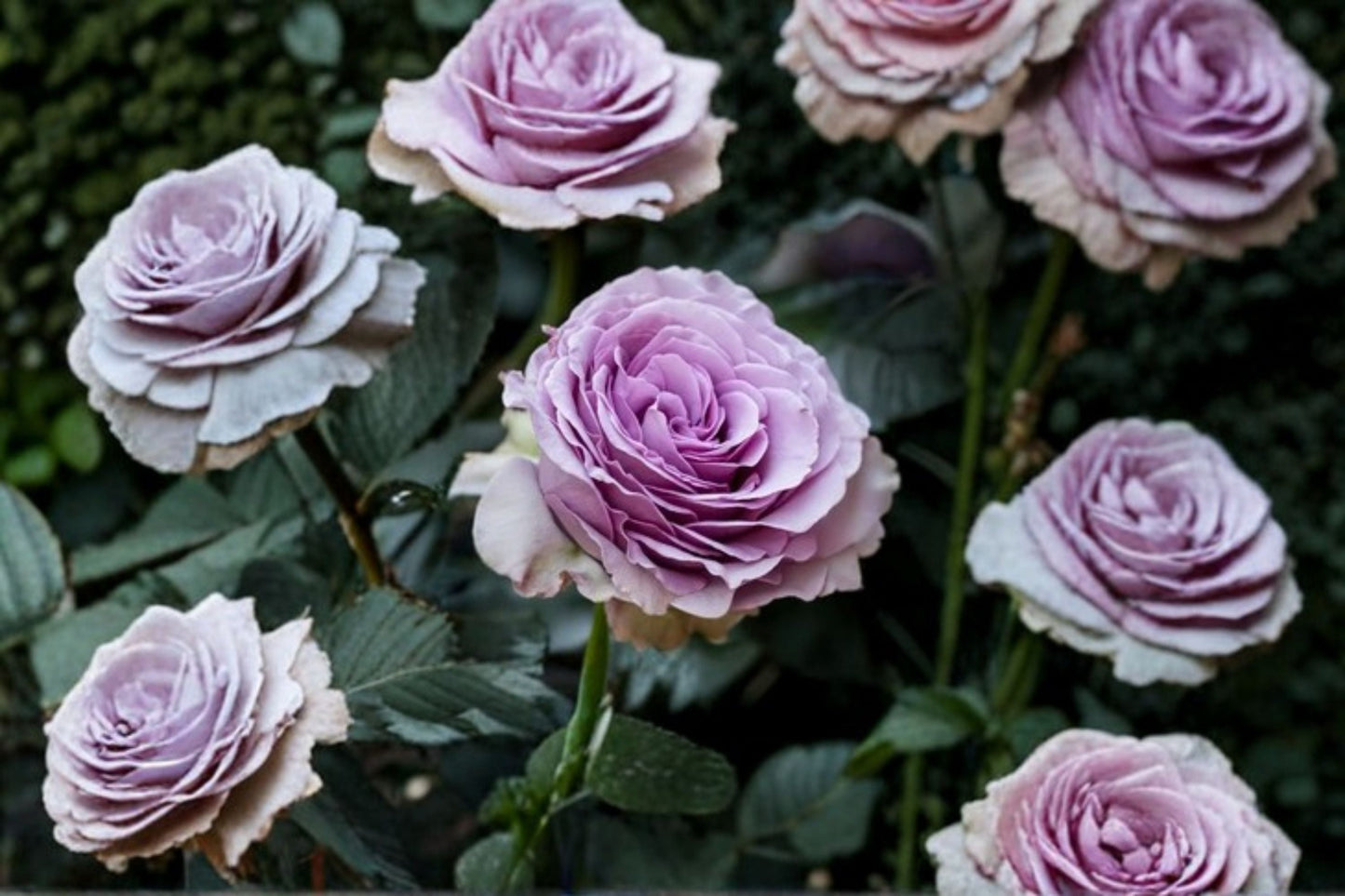 Lavender Flower Circus Climbing Rose Live Plant – Thornless Repeat Blooming Rose for Garden, Fences, Trellises