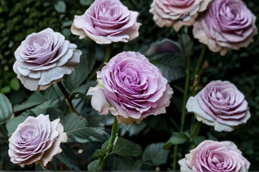Lavender Flower Circus Climbing Rose Live Plant – Thornless Repeat Blooming Rose for Garden, Fences, Trellises