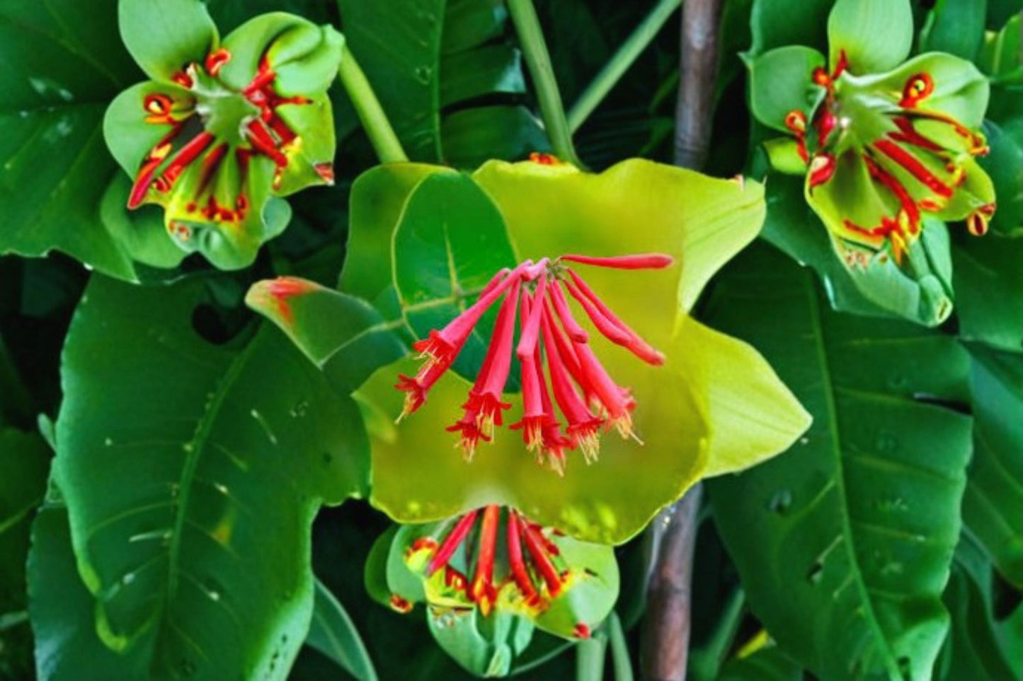 Coral Honeysuckle Live Plant – 6–12 Inch Lonicera sempervirens, Flowering Vine for Garden, Trellis, Fences, Containers