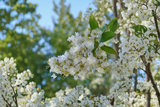 Natchez Crape Myrtle Live Plant – White Summer Flowering Tree – Lagerstroemia indica