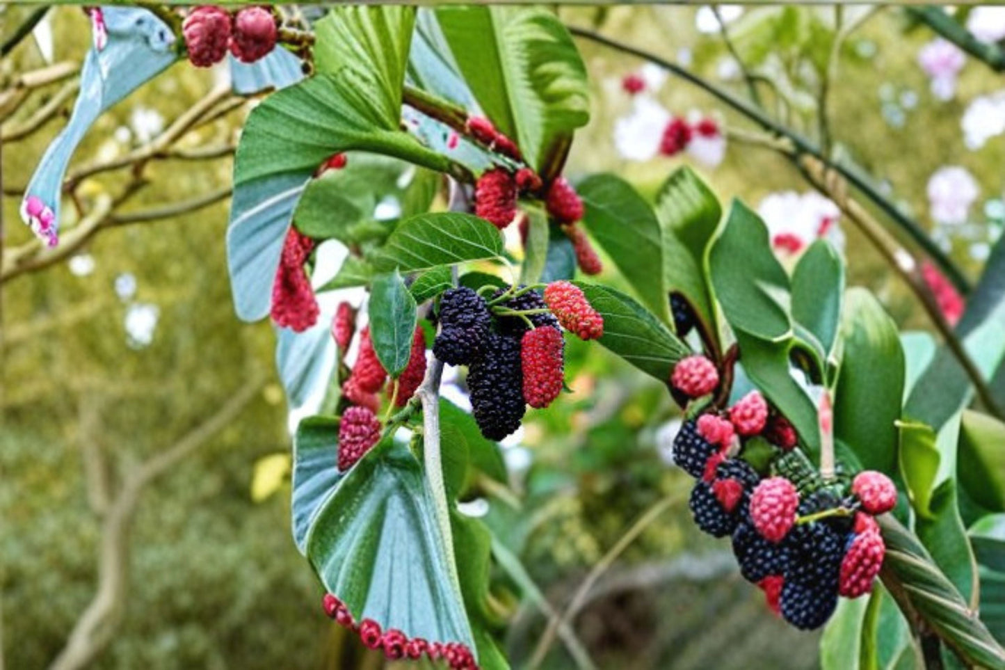 Dwarf Everbearing Mulberry Plant – Morus nigra – Compact Tree with Sweet Berries for Small Gardens