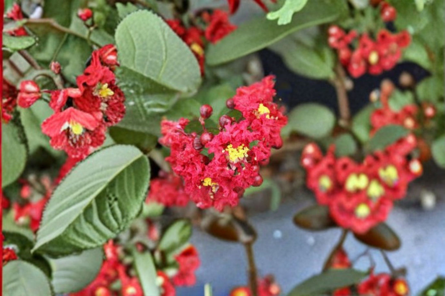Dynamite Crape Myrtle Live Plant – Red Flowering Tree – Low Maintenance Shrub – Lagerstroemia indica