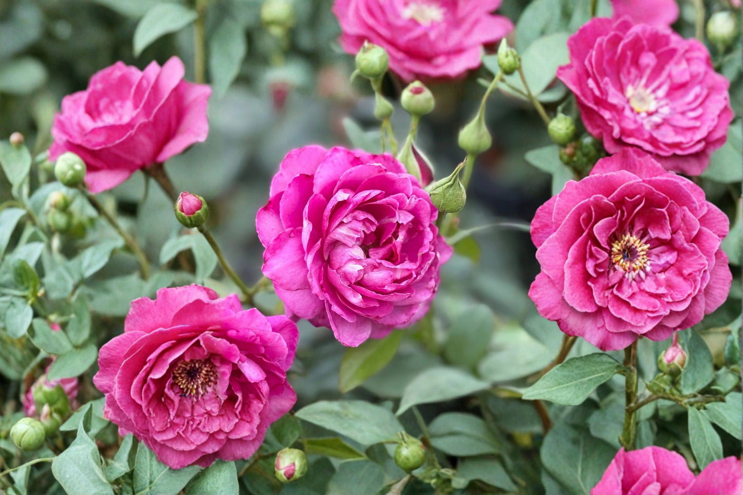 Chang Xiangsi Rose Live Plant – Red Pink Fragrant Cut Rose – Rosa chinensis