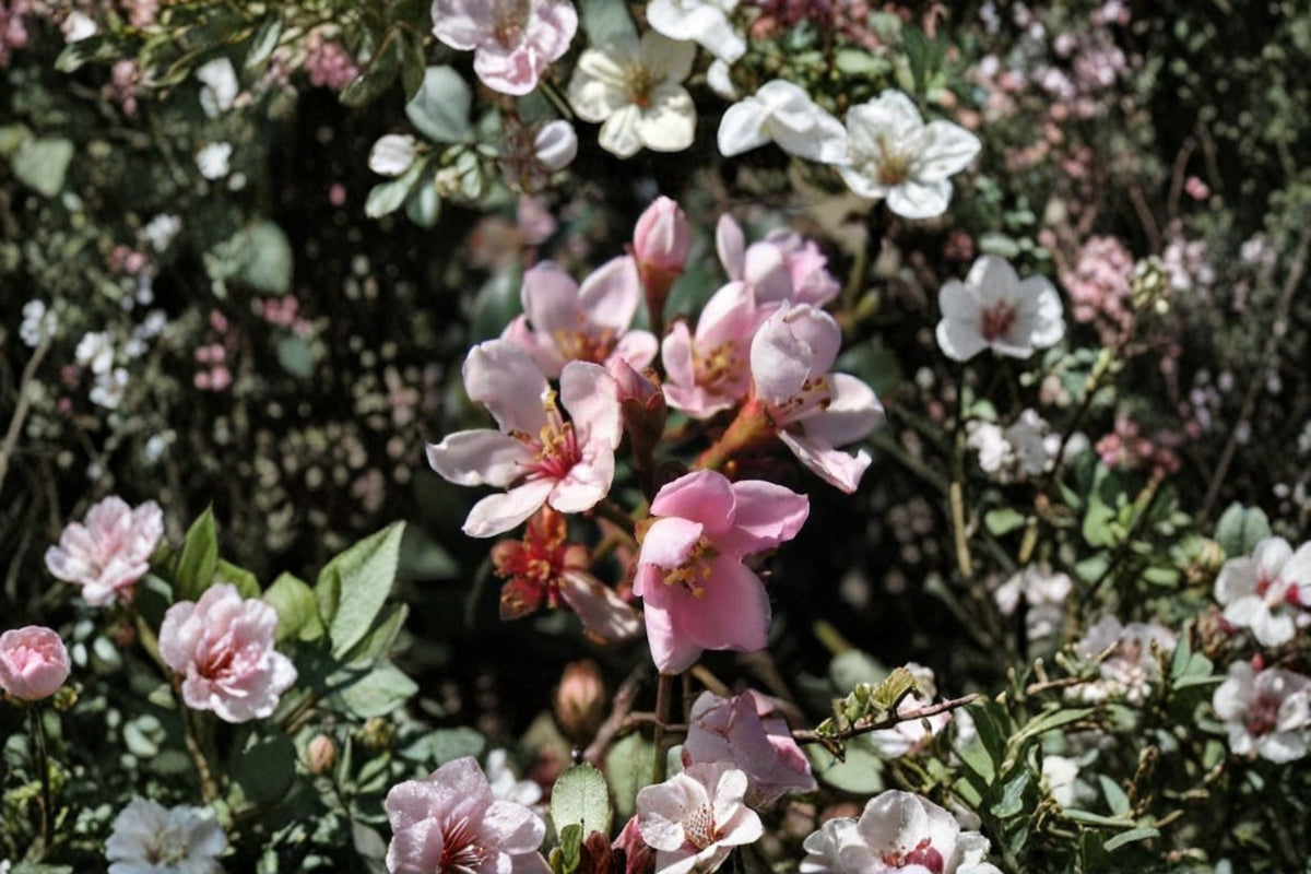 Indian Hawthorne Cuttings 6 Inch Unrooted Pink Dancer Rhaphiolepis indica - 7 Live Cuttings for Propagation, Evergreen Shrub