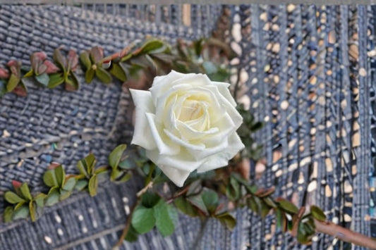 Jeanne Moreau Rose Live Plant – Fragrant Repeat Blooming Garden Rose – Rosa ‘Jeanne Moreau’