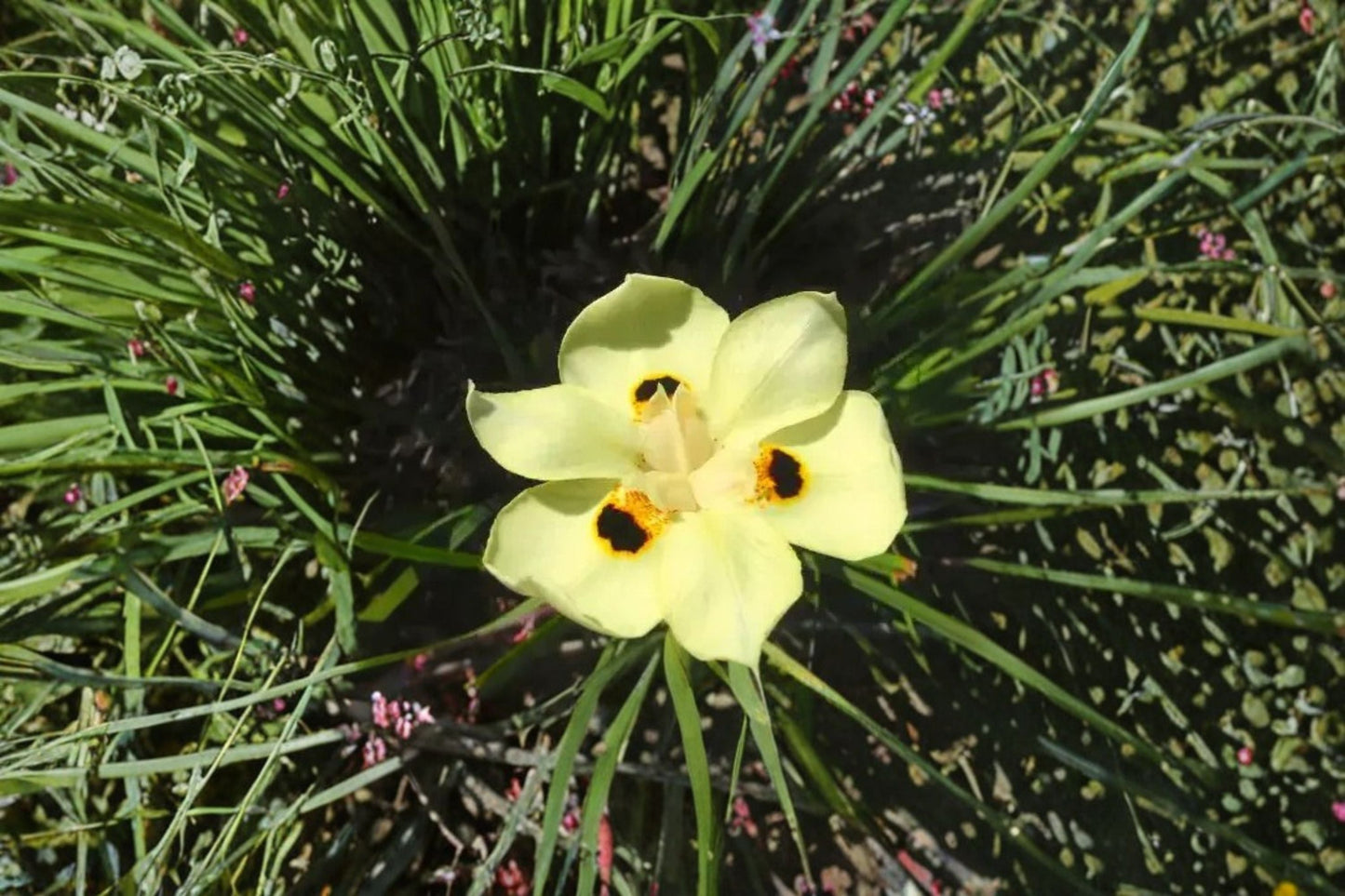 Yellow African Iris Live Plant – Evergreen Flowering Perennial – Iris pseudacorus