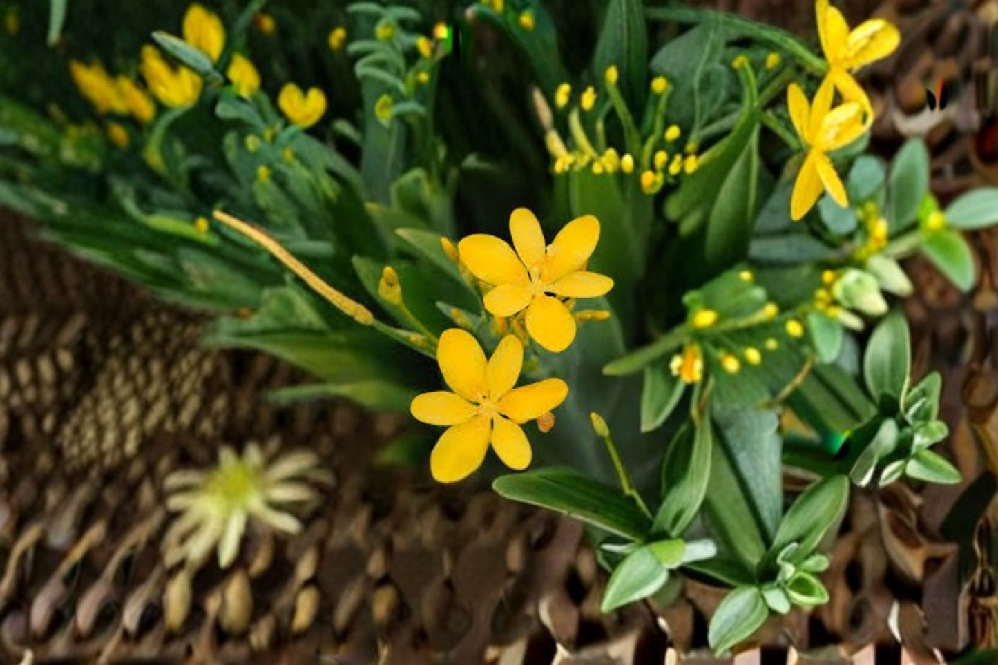 Yellow Blackberry Lily Live Plant – Belamcanda chinensis with Bright Yellow Blooms, Hardy Perennial for Gardens & Containers