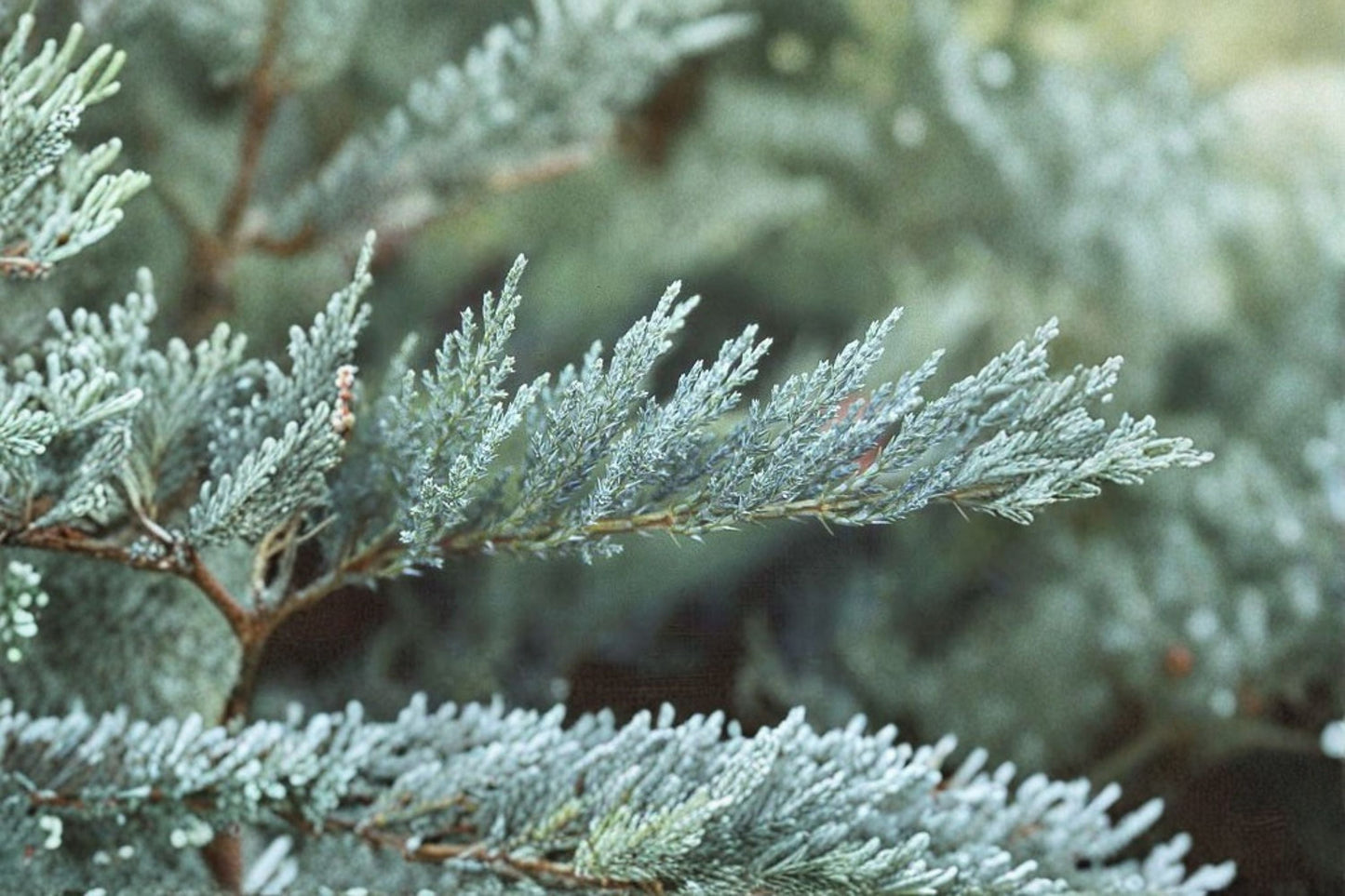 Tamarix Juniper Plant – Juniperus sabina ‘Tamariscifolia’ Evergreen Shrub for Landscaping and Garden