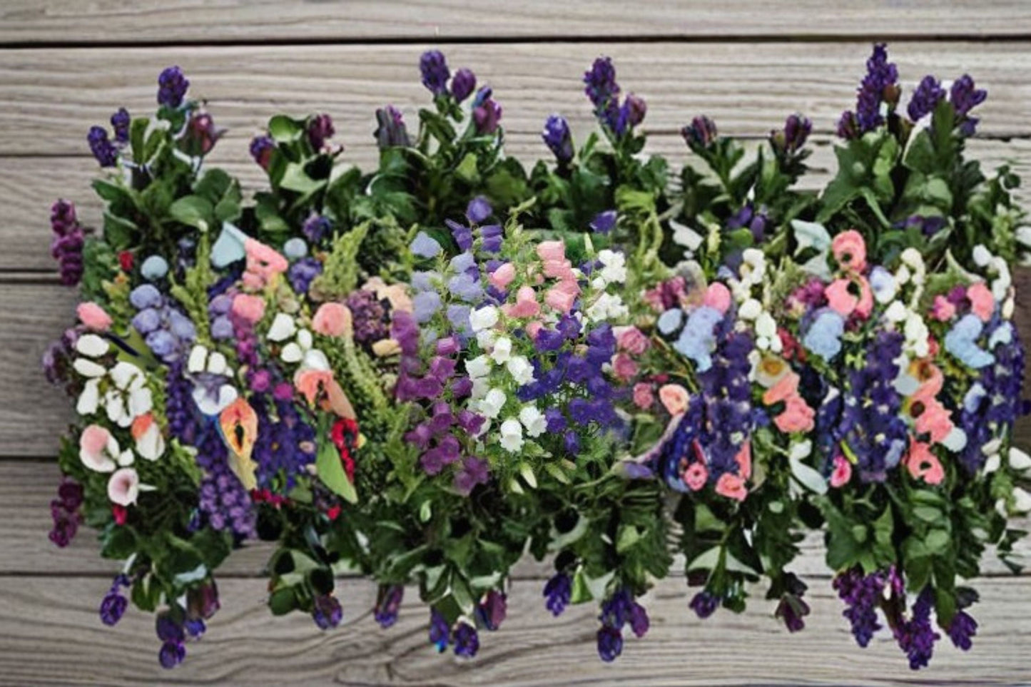 Campanula Champion II Plant – Blue Bell-Shaped Flowers – Campanula medium – Garden, Container, Perennial Flower