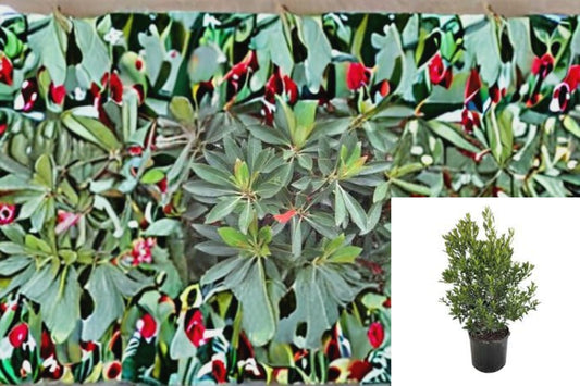 Japanese Blueberry Plant – Elaeocarpus decipiens with Bluish Berries – Ornamental Garden Shrub