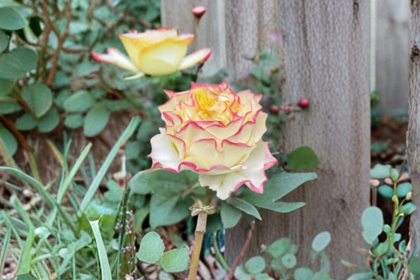 Stylist Rose Live Plant – Apricot Pink Cut Rose – Vibrant Blooming Flower – Rosa Stylistica