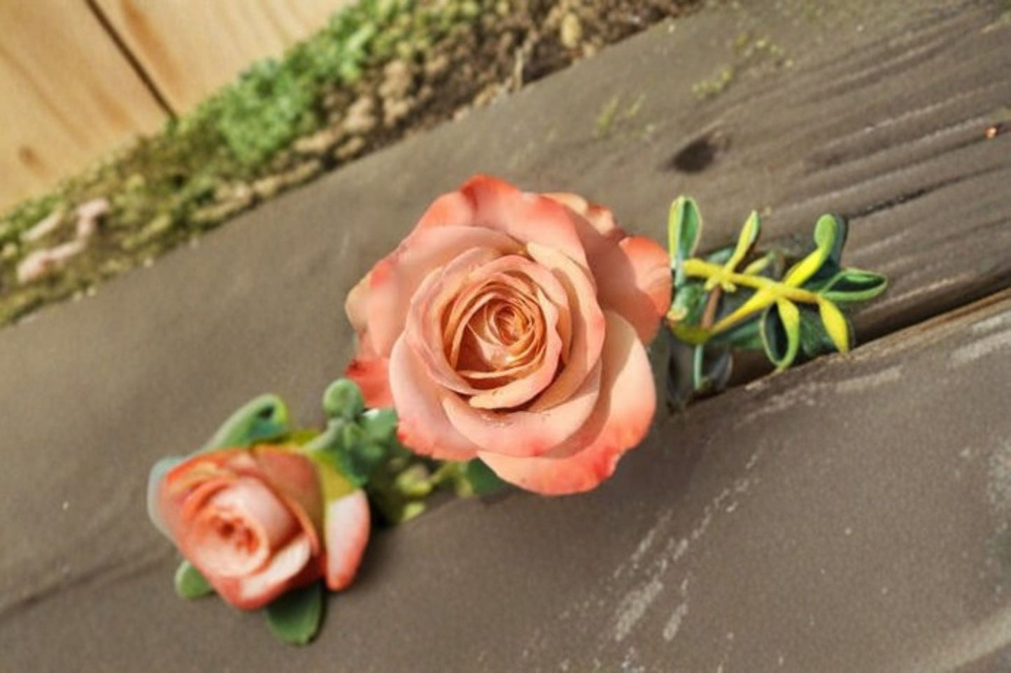 Cappuccino Rose Live Plant – Repeat Blooming Cut Rose with Rich Warm Tones – Rosa ‘Cappuccino’