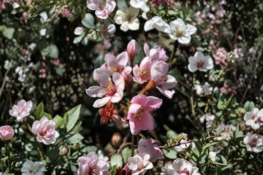 Indian Hawthorne Pink Dancer 6-Inch Unrooted Cuttings Rhaphiolepis indica Garden Shrub