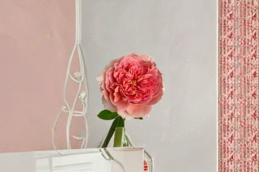 Moulin De La Galette Rose Live Climbing Garden Rose Salmon Pink Fragrant Rosa