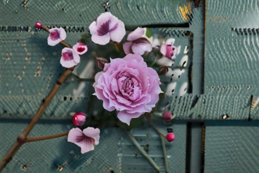 Huanzi Rose Live Plant – Fragrant Purple Own Root Rose – Garden or Indoor Flowering Plant
