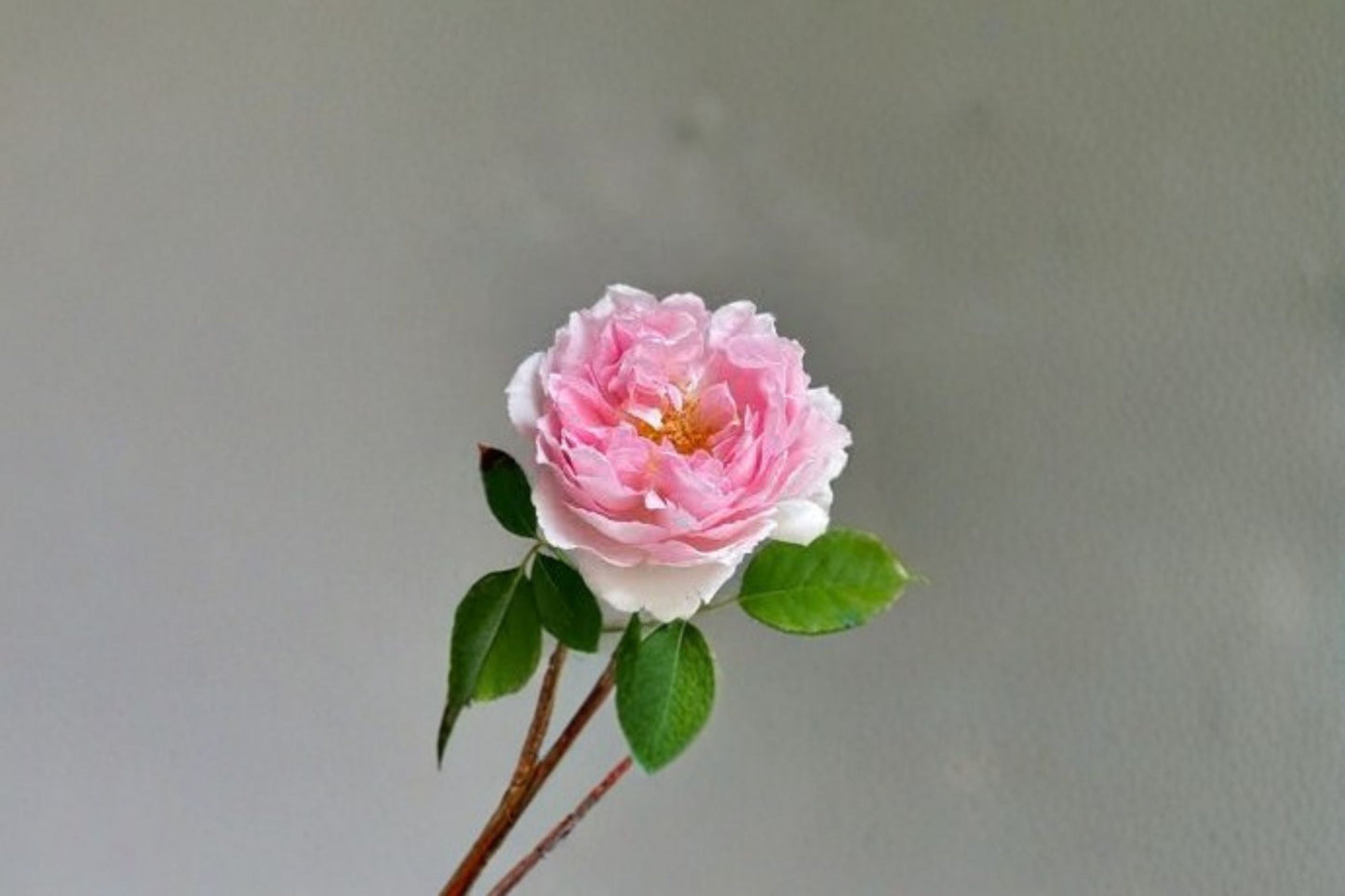 Antoinette Rose Live Plant – Fragrant Garden Rose – Own Root, Vibrant Blooms, Elegant Fragrance, Rosa x odorata