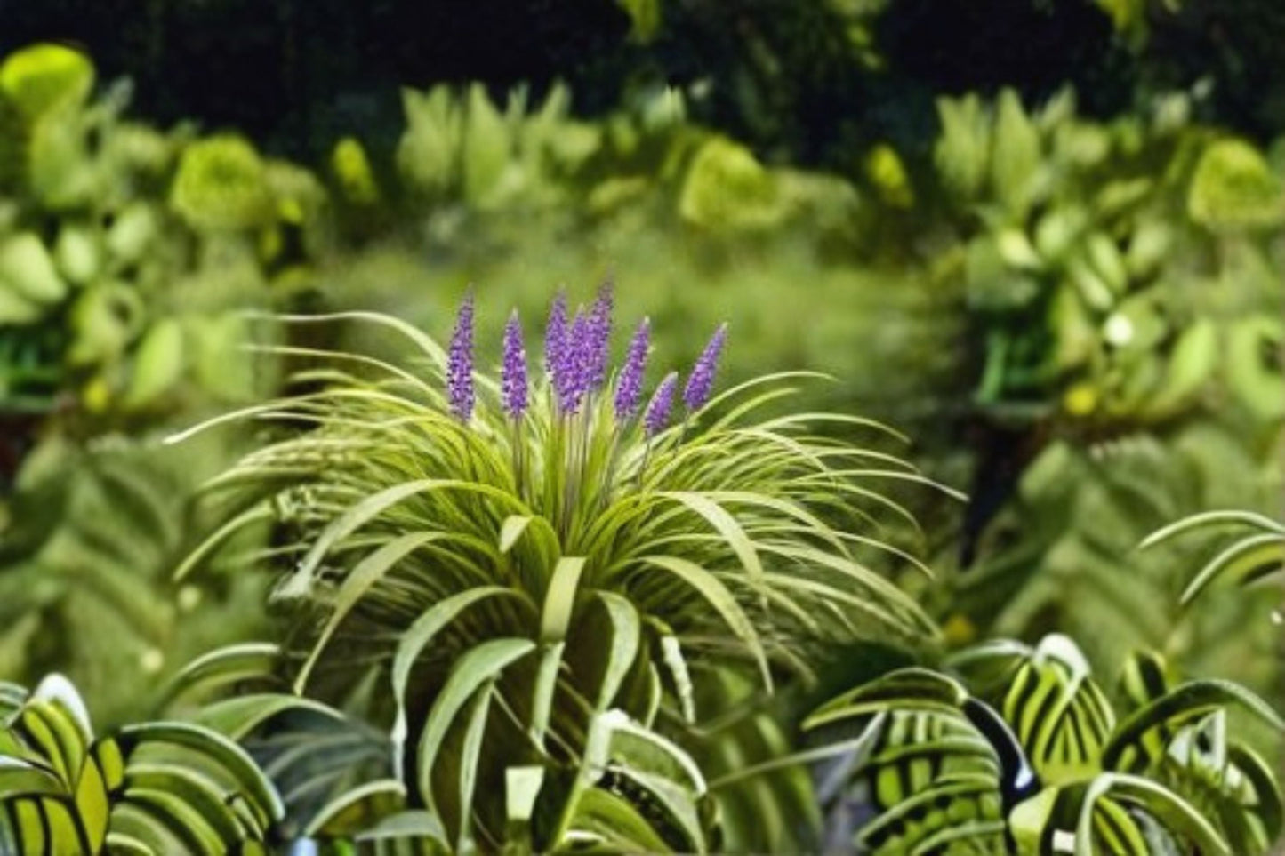 Big Blue Lilyturf Plant – Liriope muscari ‘Big Blue’ – Ground Cover with Blue Flower Spikes – Low Maintenance Garden Plant