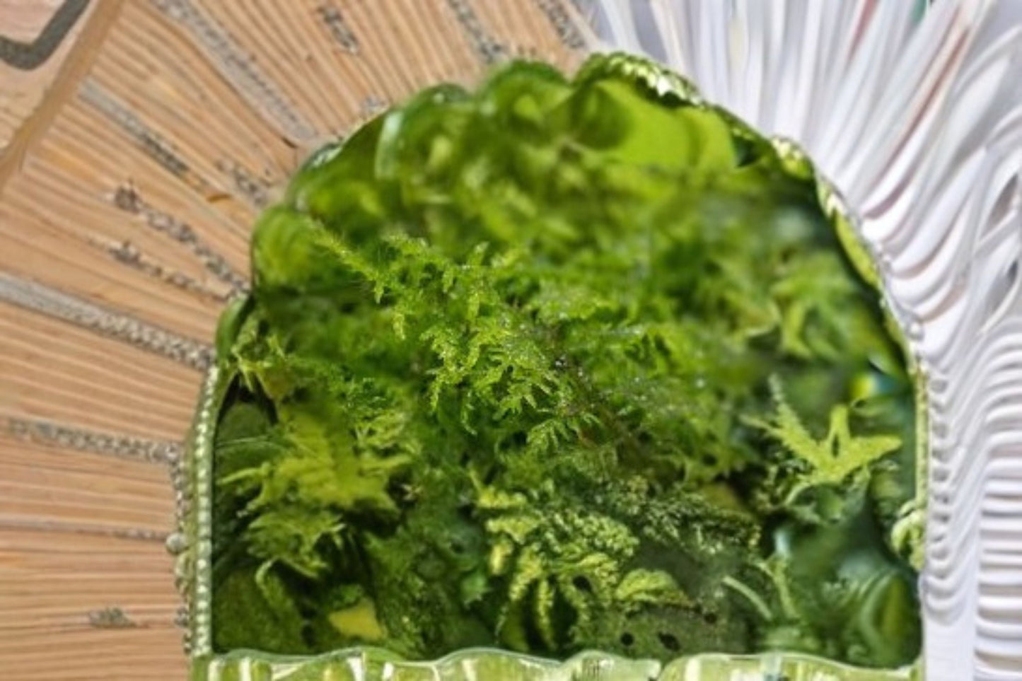 Delicate Fern Moss Plant – Thuidium delicatulum – Lush Green Moss for Terrariums, Indoor Gardens & Shade Displays