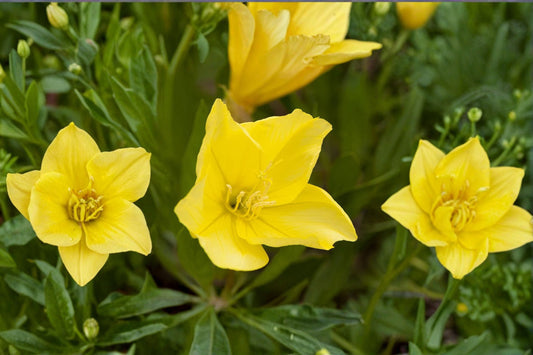 Missouri Evening Primrose Live Plant Clump – Yellow Oenothera – Perennial Flower for Pollinators and Garden Brightening