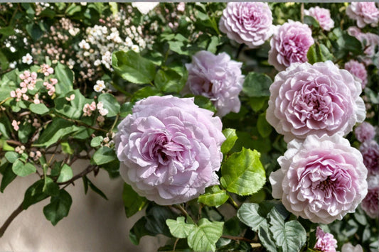 Le Ciel Bleu Rose Live Plant – Blue Violet Lavender Repeat Bloom Rose – Rosa ‘Le Ciel Bleu’