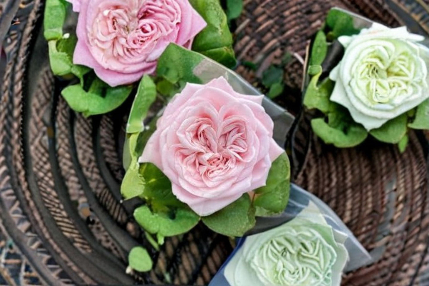 All Four Bouquet Rose Live Plant – Pink Double Cut Rose – Vibrant Blooms & Lush Foliage – Rosa ‘Double Delight’