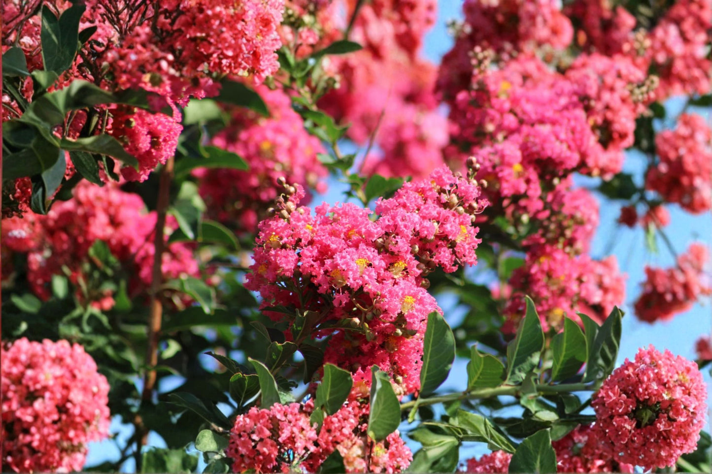 Crepe Myrtle Cuttings 7 Pack Lagerstroemia indica Flowering Tree for Garden Landscape