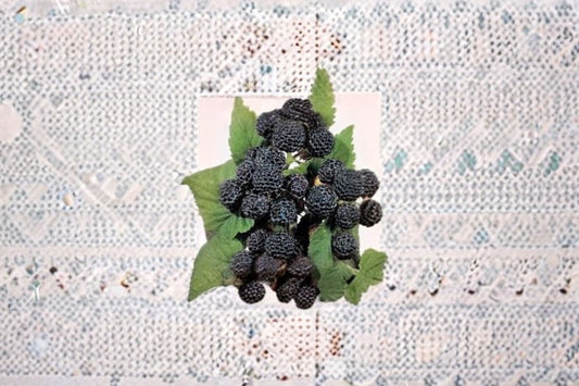 Jewel Black Raspberry Live Starter Plant – Rubus occidentalis – Edible Berry Plant for Zones 4-8