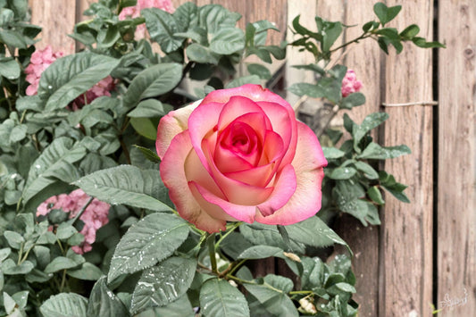 Jumilia Rose Live Plant – Fragrant Long-Lasting Cut Rose – Garden Flower, Indoor Plant, Rosa hybrid