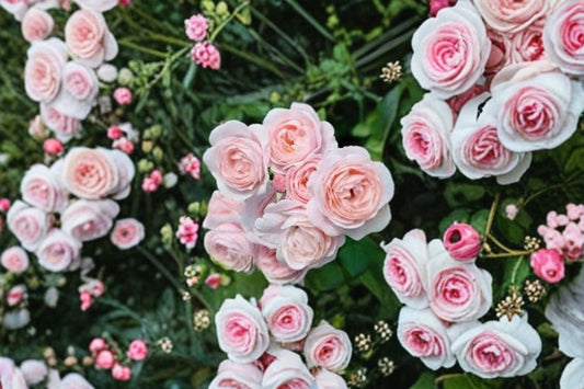 Nahema Climbing Rose Live Plant – Fragrant Pink Repeat Bloomer – Own Root Garden Rose (Rosa)